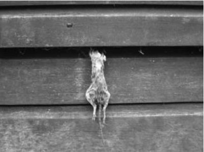 photograph of a rat climbing